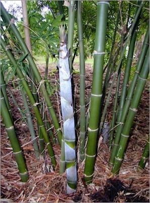 [Dendrocalamus-Strictus[5].jpg]