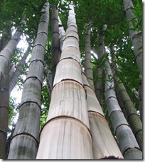 dendrocalamus giganteus3
