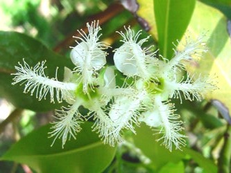[lophostemon_confertus[2].jpg]