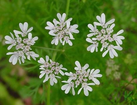[Coriandrum-sativum[2].jpg]