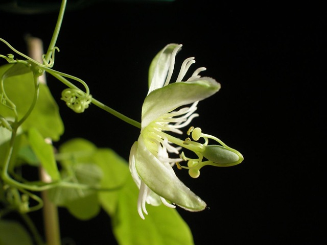[Passiflora_gracilis[2].jpg]