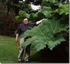 Gunnera