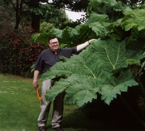 [Gunnera[2].jpg]