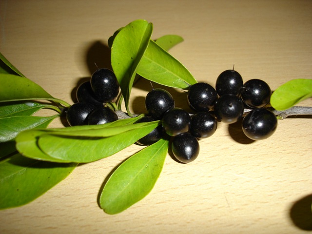 [Quixabeira 6[2].jpg]