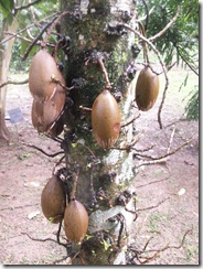 Grias reinwarthiana