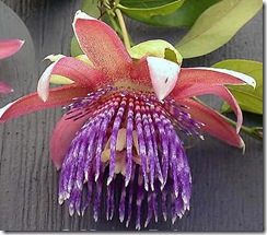 passiflora-ambigua