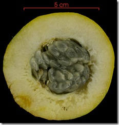 Passiflora ambigua