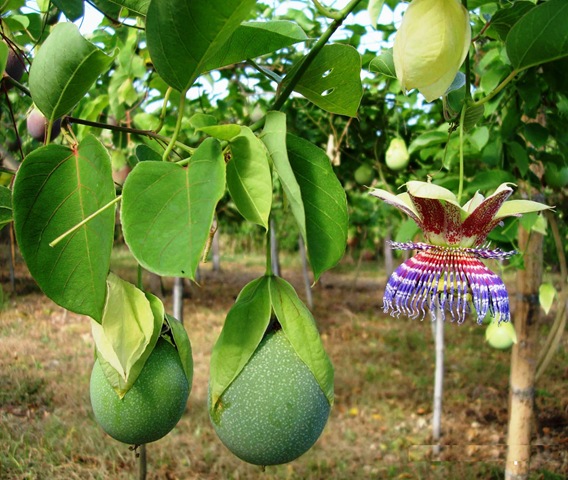 [Passifloramaliformis2[1].jpg]