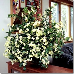Brungfelsia nitida Brungfelsia nitida