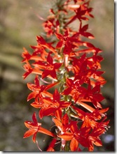 Ipomopsis rubra3