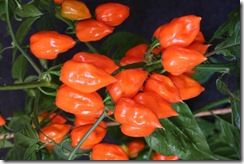 Pepper Habanero Orange1