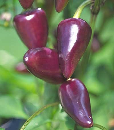 [Pepper Purple Jalapeno[2].jpg]