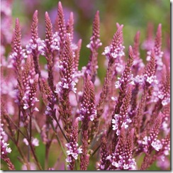 Verbena hastata Pink Spires