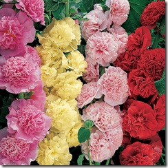 Hollyhock Summer Carnival