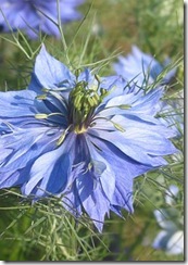 Nigella_damascena