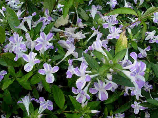 [Barleria[2].jpg]