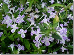 Barleria Barleria