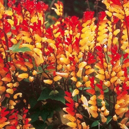 [Mina lobata[2].jpg]