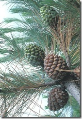 Pinus_pinea Pinus_pinea
