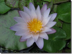 Water Lily light Blue