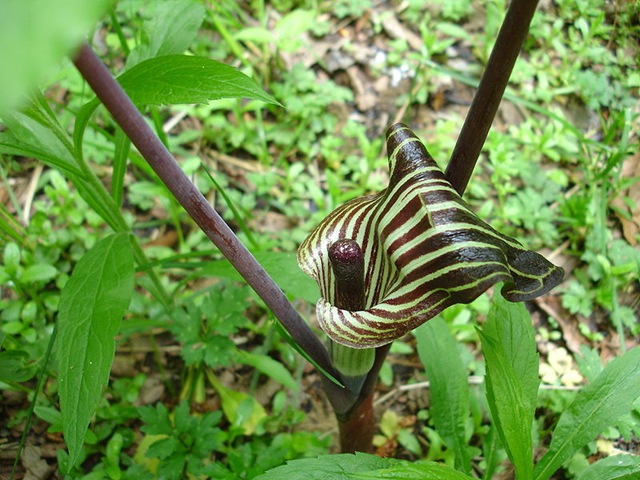 [Arisaematriphyllum12.jpg]
