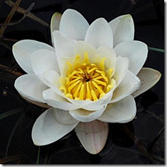 Water-lily White