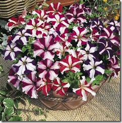 Petunia Stars