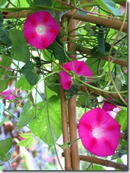 Ipomoea Crimson Rambler