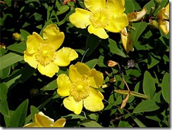 Hypericum canariensis