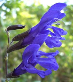 [Salvia farinacea[2].jpg]