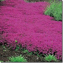 Thymus - creeping-thyme