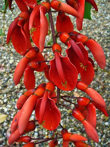 [Erythrina_crista-galli[2].jpg]