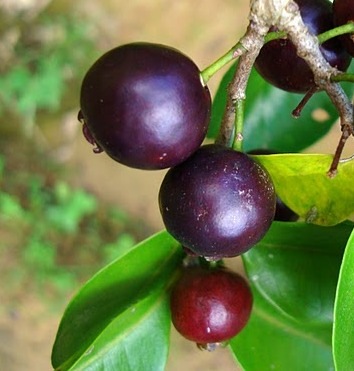 [Psidium myrtoides[2].jpg]