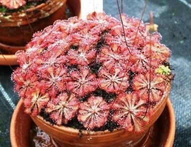 [Drosera spathulata[2].jpg]