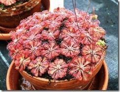 Drosera spathulata