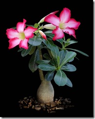 adenium obesum
