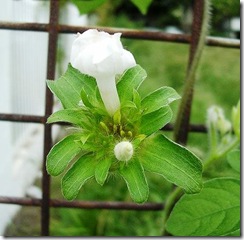 Ipomoea pes-tigridis1