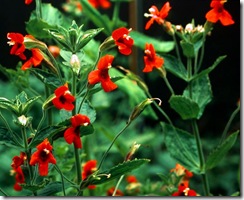 Mimulus cardinalis1