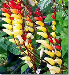 Mina lobata