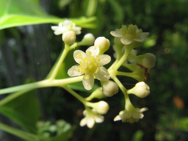 [Cinnamomum_camphora[2].jpg]