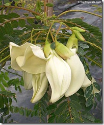 Sesbania grandiflora white