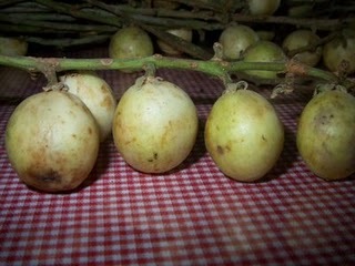 [Baccaurea dulcis2[5].jpg]