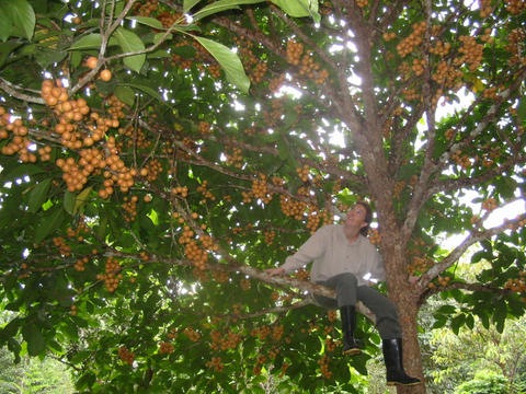 [Baccaurea dulcis1[5].jpg]