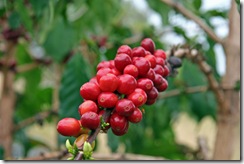 Kona Coffee1 Kona Coffee1