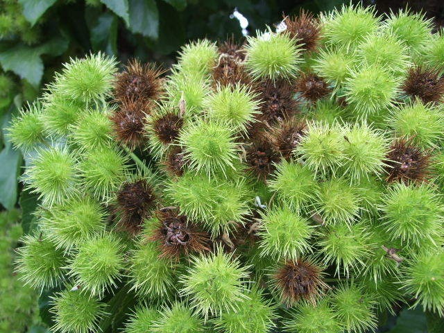 [Entelea arborscens[2].jpg]