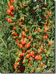 Lycium barbarum1 Lycium barbarum1