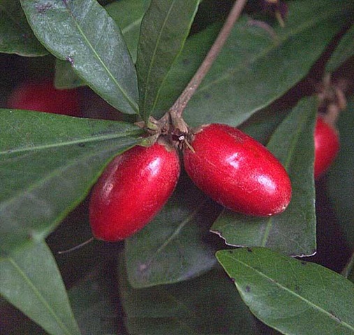 [Synsepalum subcordatum[3].jpg]