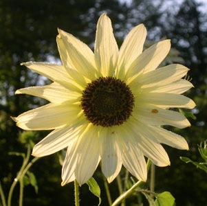 [SunflowerVanillaIce2.jpg]