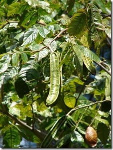 Inga cordistipula Inga cordistipula
