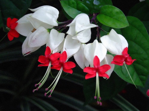 [Clerodendrum thomsoniae1[3].jpg]